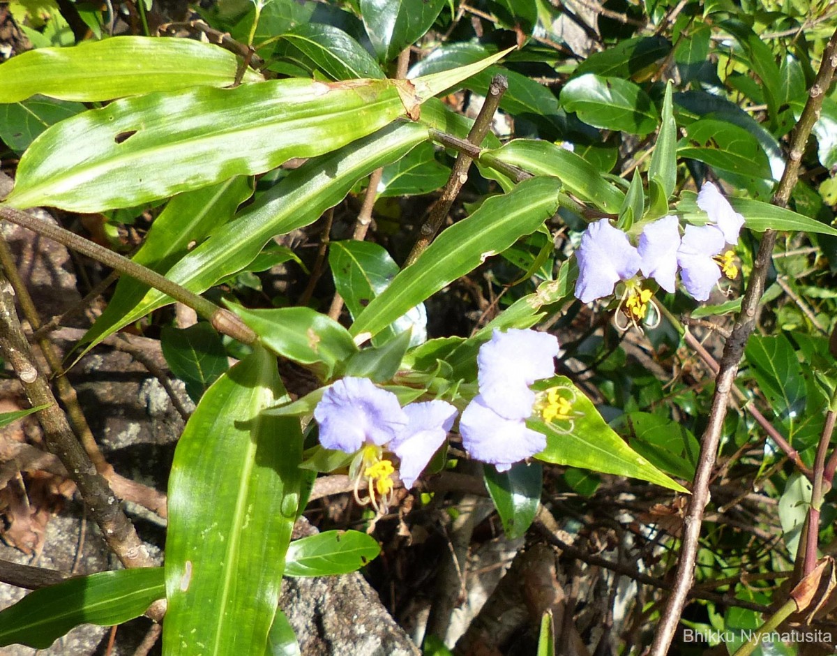 Commelina undulata R.Br.